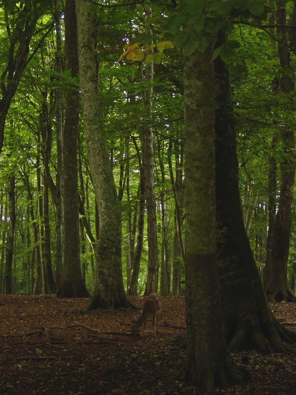 La foresta umbra - Parco Nazionale del Gargano