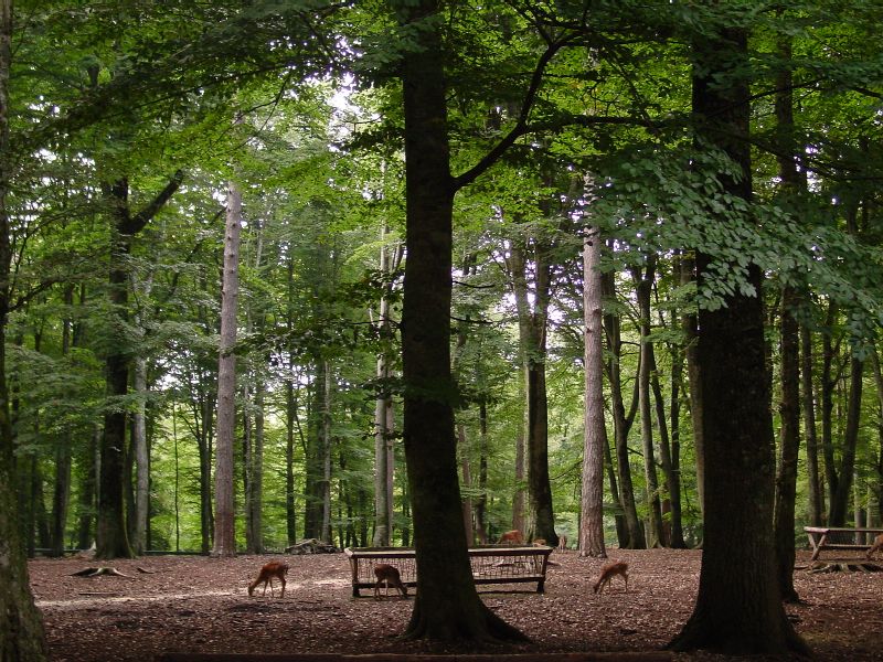 La foresta umbra - Parco Nazionale del Gargano