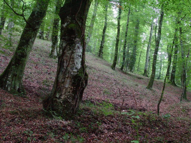 La foresta umbra - Parco Nazionale del Gargano