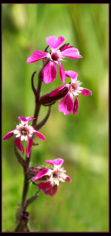 Silene gallica / Silene gallica