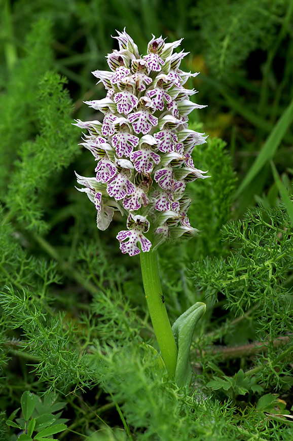 Neotinea lactea / Orchidea lattea