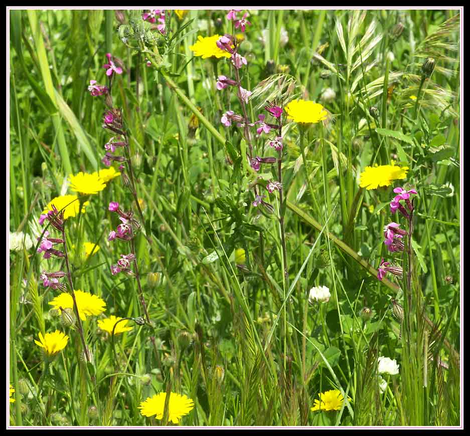 Silene gallica / Silene gallica