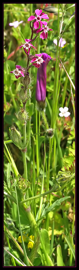 Silene gallica / Silene gallica