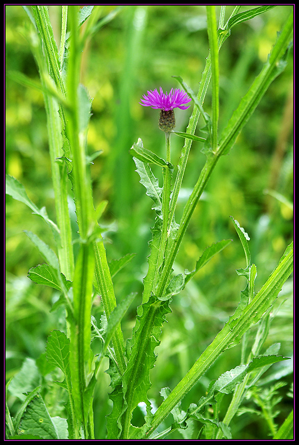 Centaurea napifolia