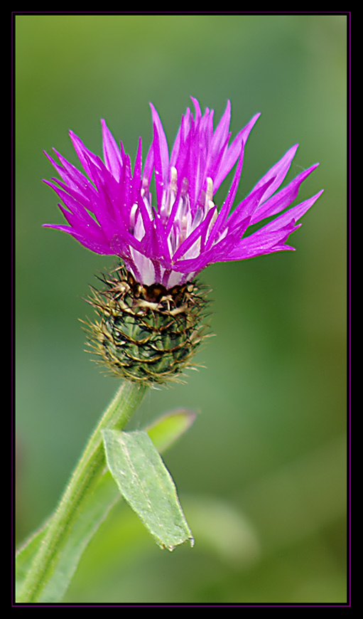 Centaurea napifolia