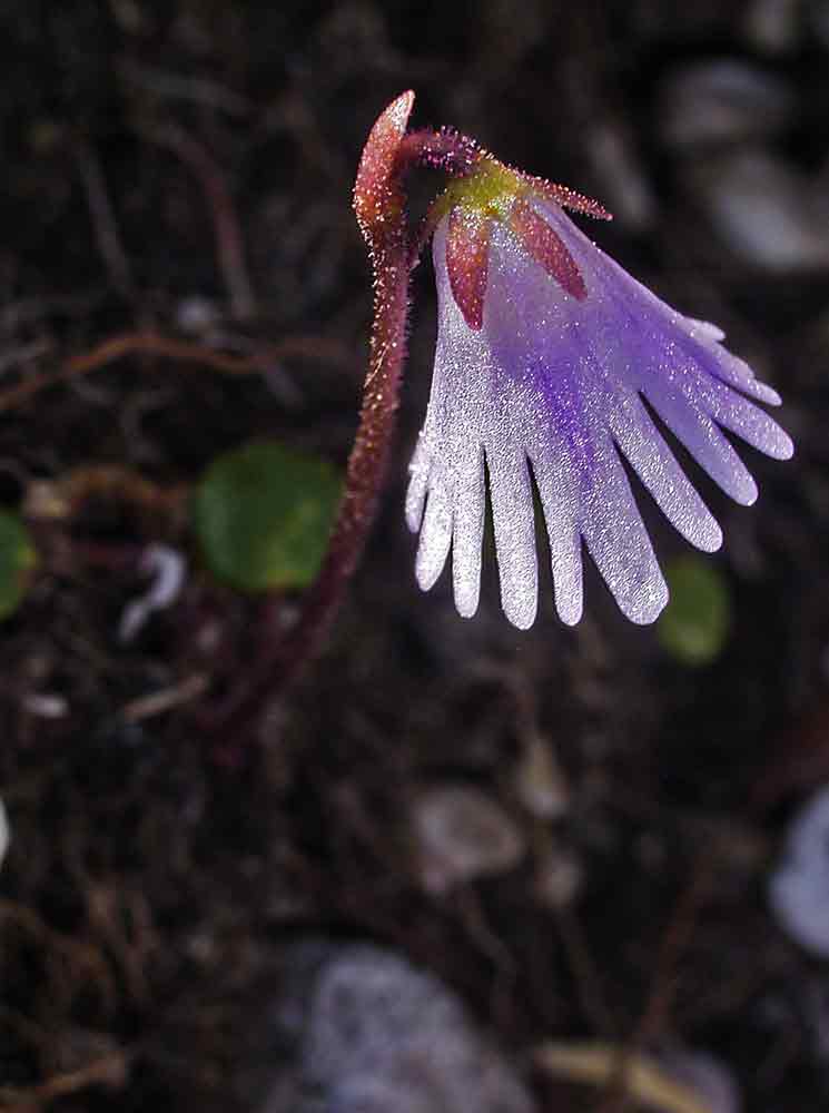 Centaurea napifolia