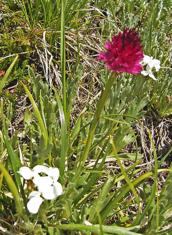 Nigritella sp.?