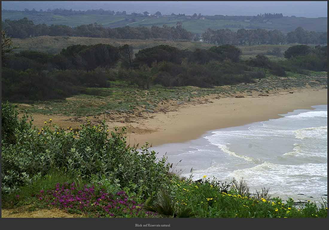 piante della riserva naturale a Marinella/Sicilia