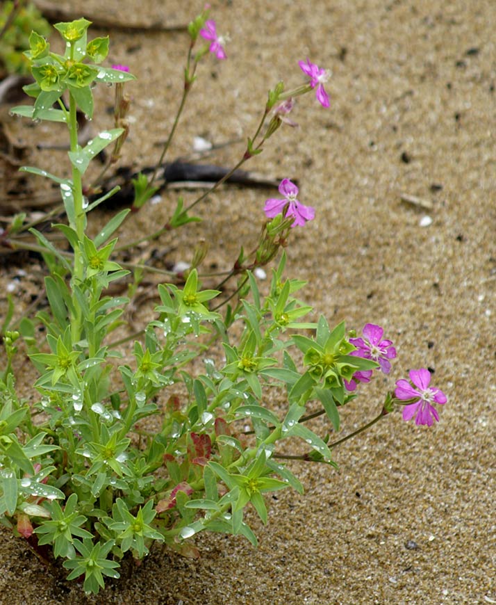 piante della riserva naturale a Marinella/Sicilia