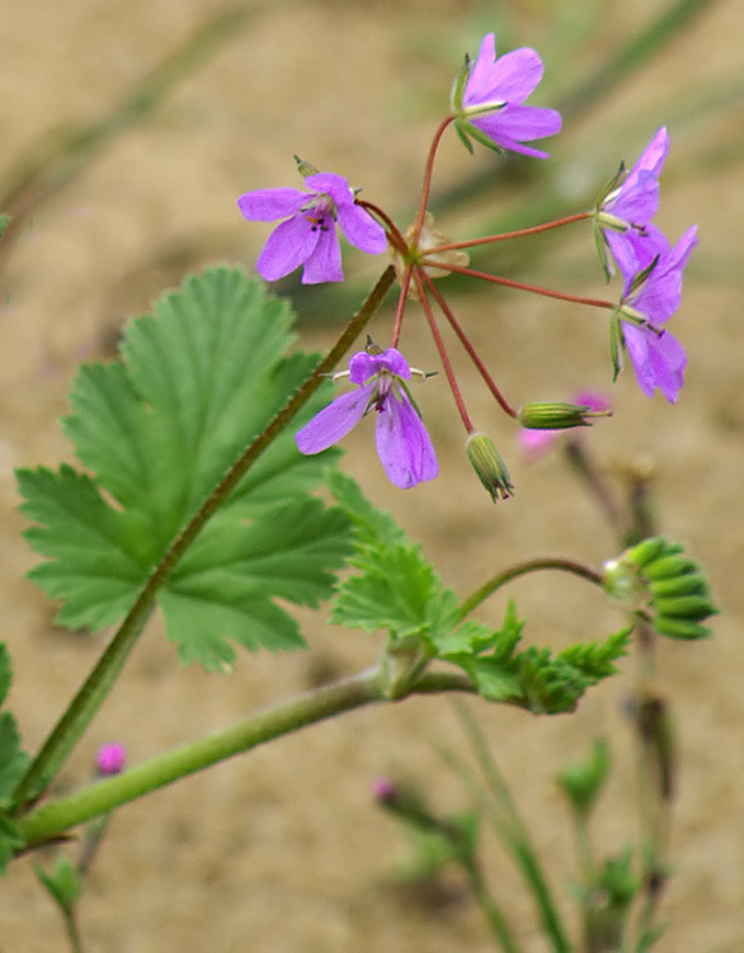 piante della riserva naturale a Marinella/Sicilia