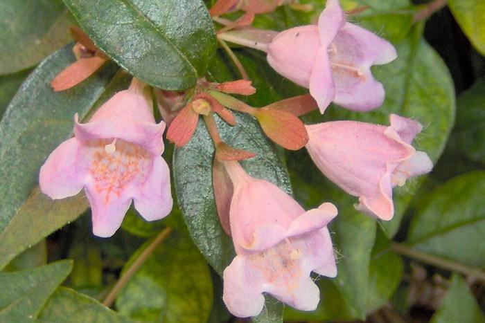 Abelia grandiflora