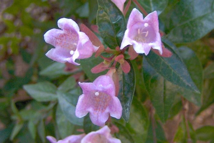 Abelia grandiflora