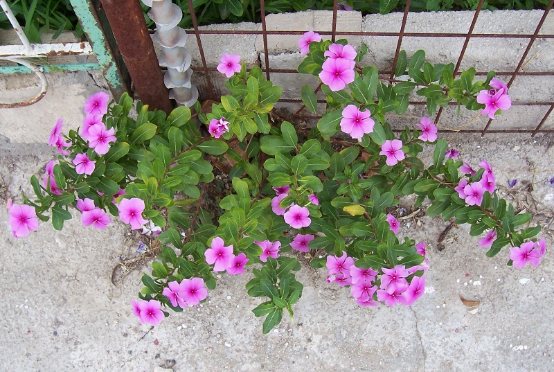 Pianta coltivata: Catharanthus roseus