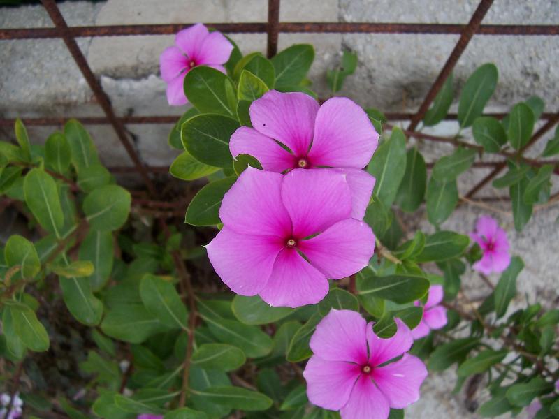 Pianta coltivata: Catharanthus roseus