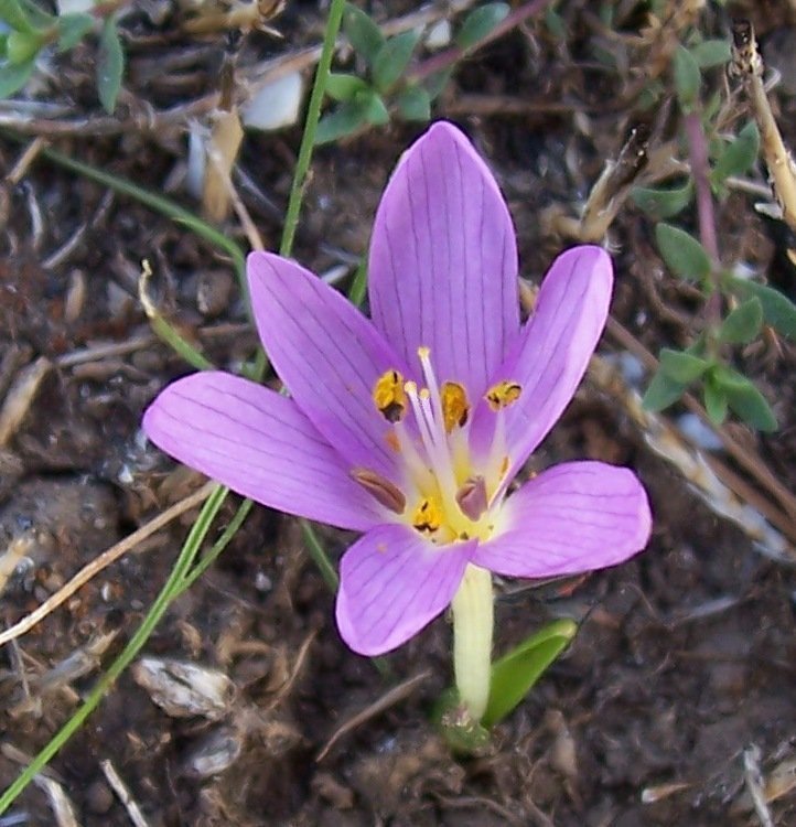 Colchicum cupanii / Colchico di Cupani