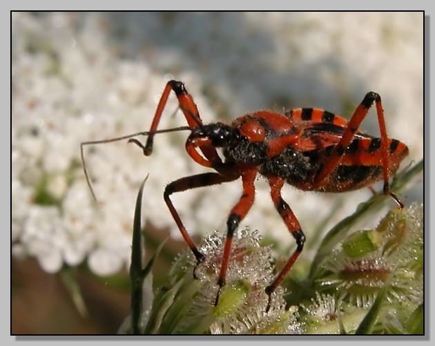 Reduvide: Rhynocoris erythropus