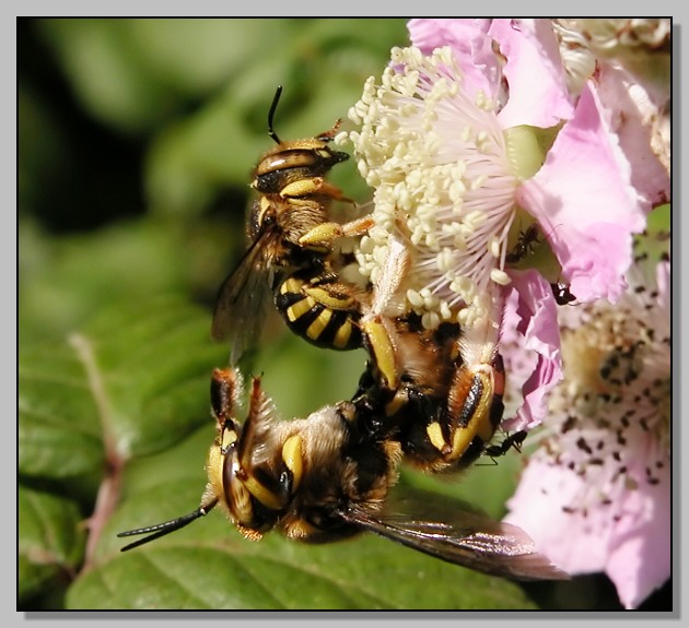 Kamasutra nel caldo: Anthidium florentinum