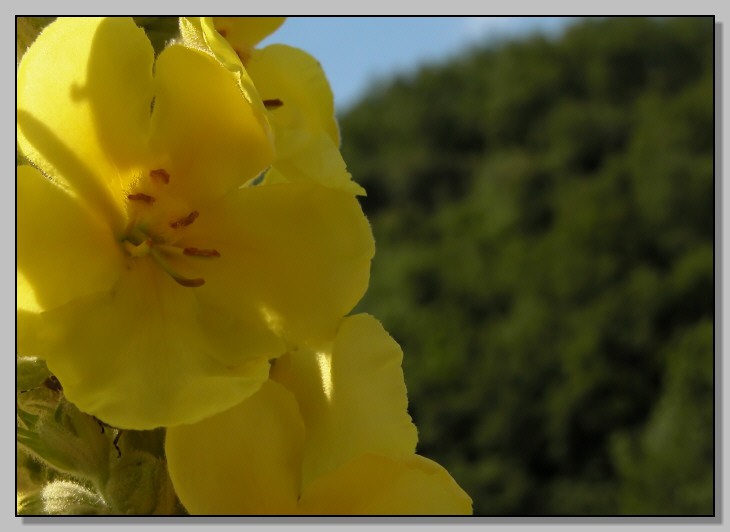 Verbascum... ma quale?