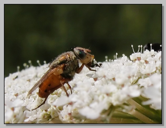 Therevidae e Gymnosoma costatum