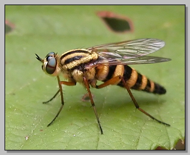 Therevidae e Gymnosoma costatum