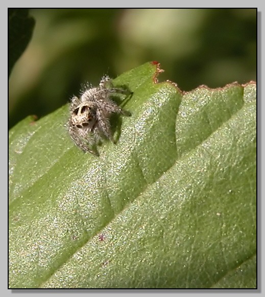 Menemerus sp? - No, Philaeus chrysops