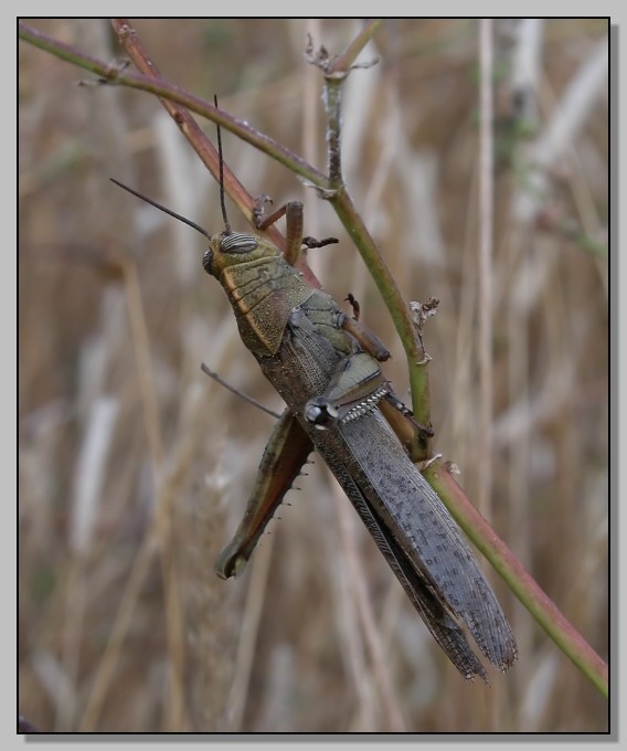 Anacridium aegyptium (maschio?)