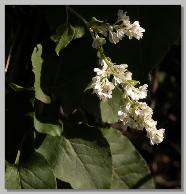 Fallopia baldschuanica (=Fallopia aubertii)