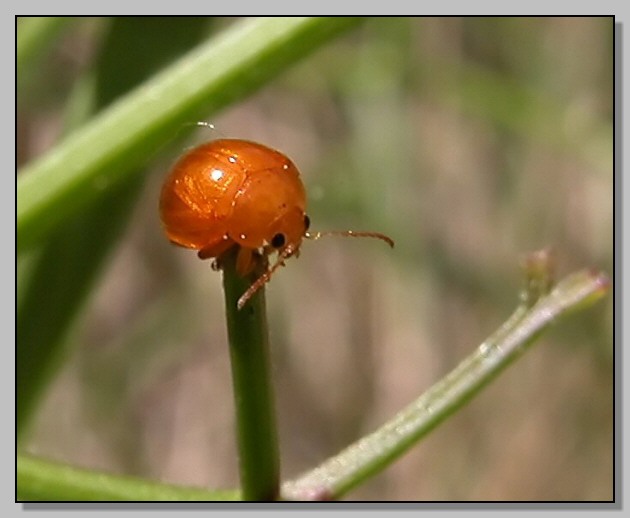 Potrebbe essere Sphaeroderma rubidum?