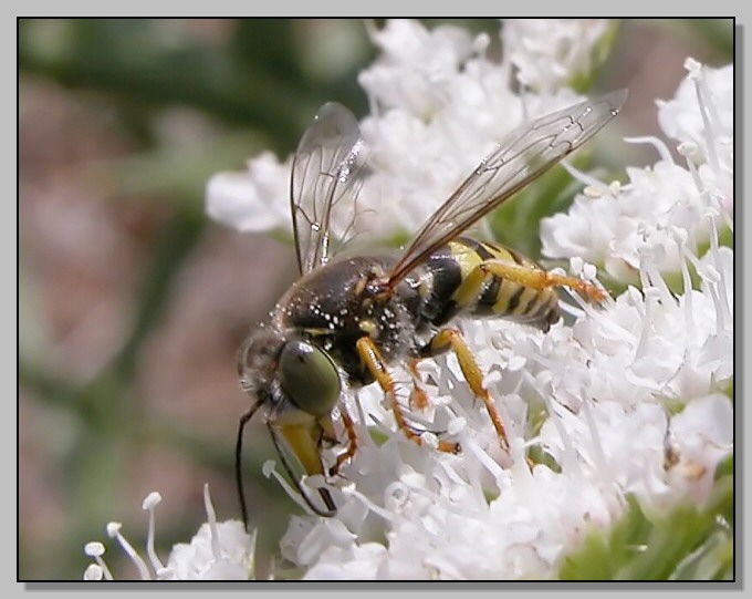 Bembix oculata - la 