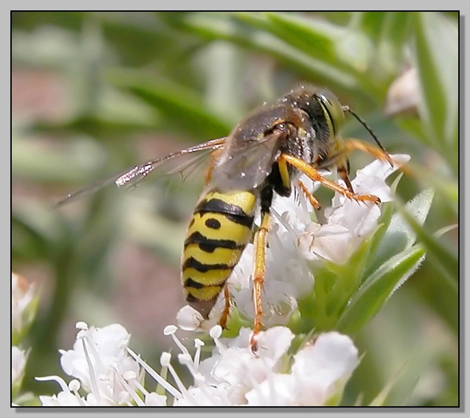 Bembix oculata - la 