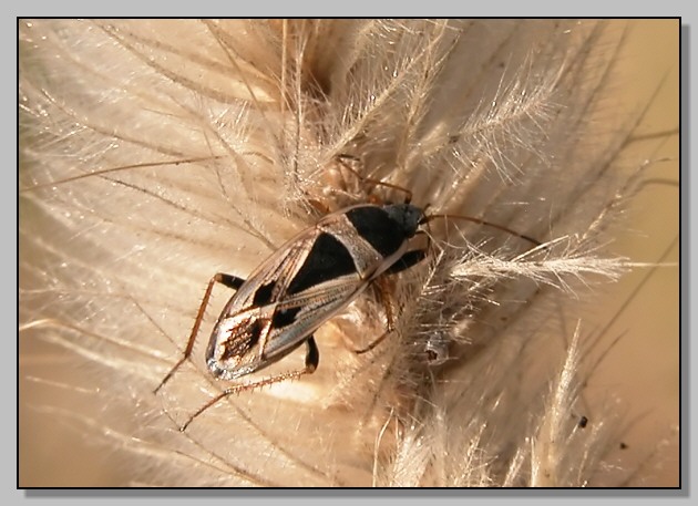 Xanthochilus minusculus