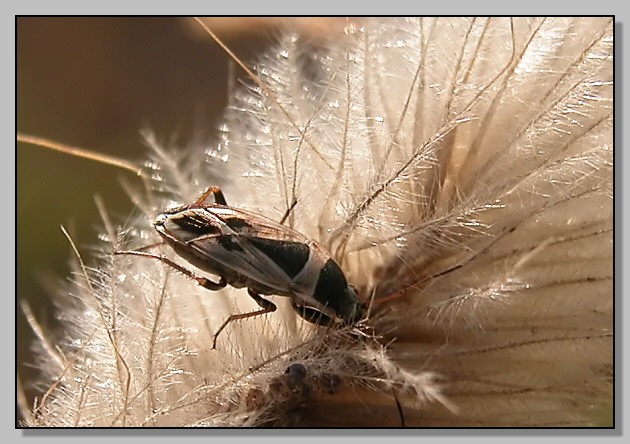 Xanthochilus minusculus