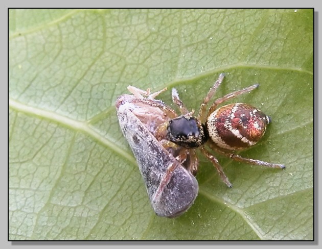 La morte di un Metcalfa e ragno sconosciuto (Salticidae)