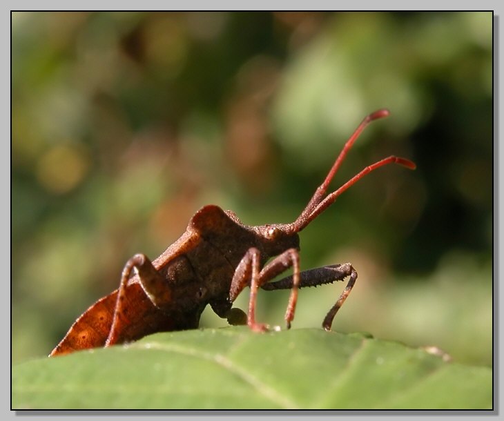 Coreus marginatus