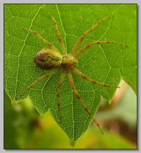 Ragno nel verde (Philodromus sp?)