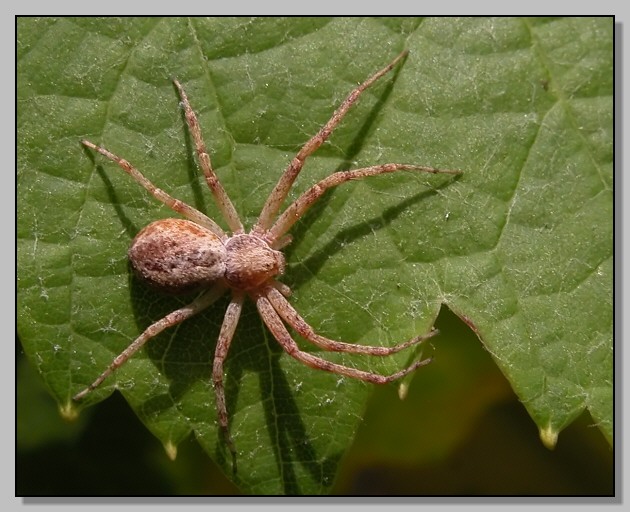 Ragno nel verde (Philodromus sp?)