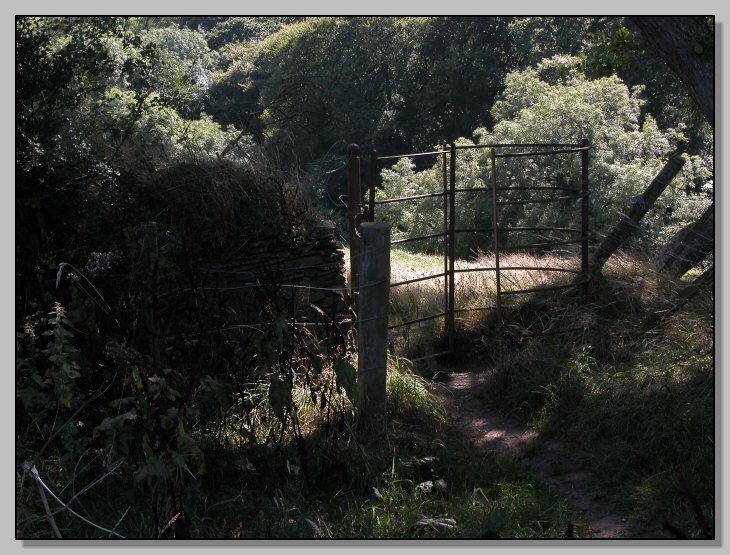 Una passeggiata con i cuccioli