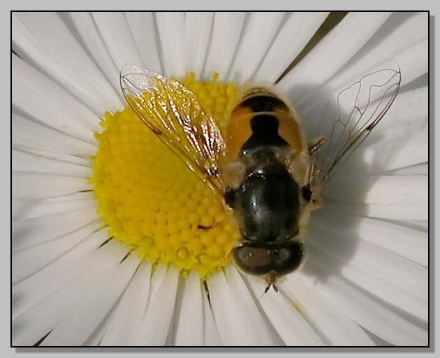 Eristalis arbustorum e Anthomyia sp.