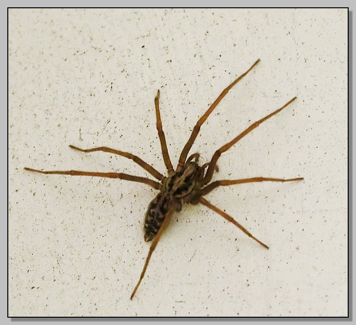 Tegenaria sp. e Steatoda nobilis