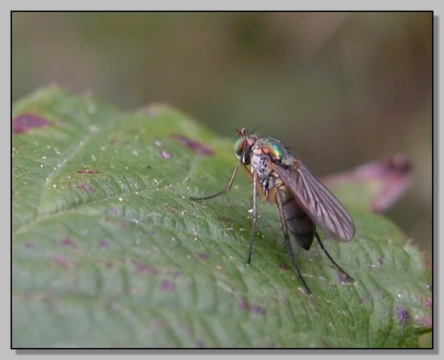 Ditteri celtici