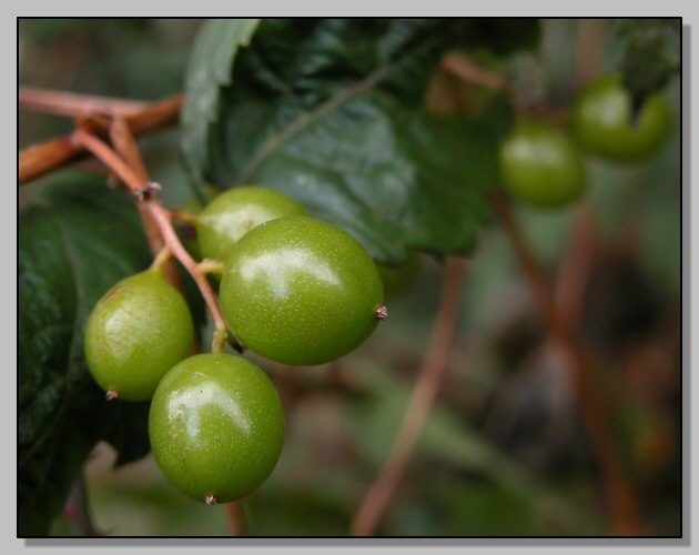 Dioscorea (=Tamus) communis / tamaro