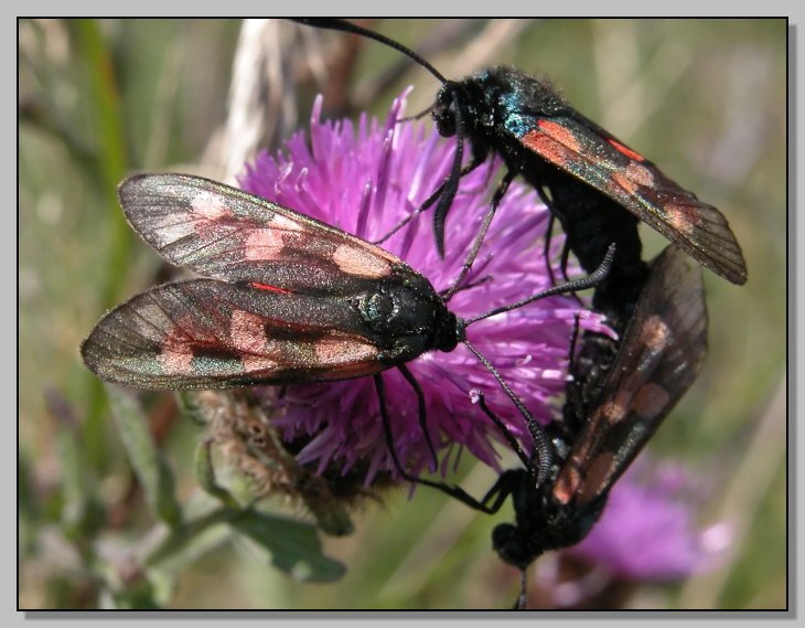 Zygaenidae e Vanessa atalanta