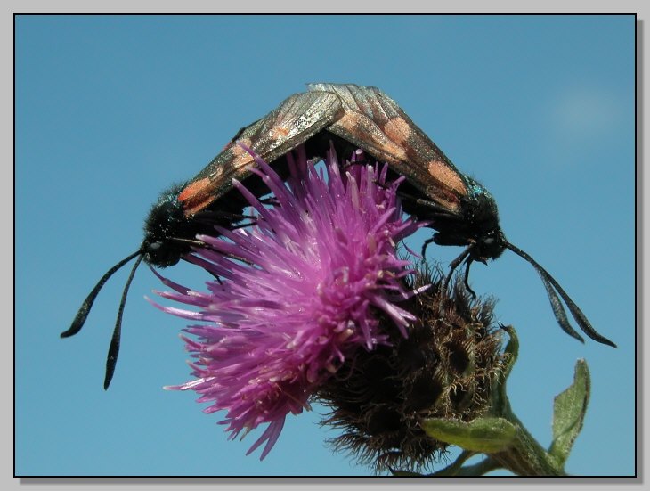 Zygaenidae e Vanessa atalanta