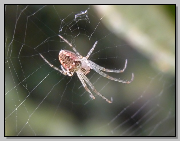 Qualche bestiolina celtica