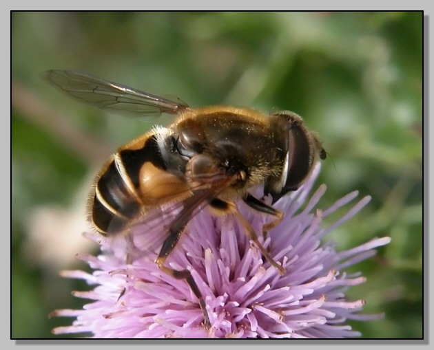 Qualche bestiolina celtica