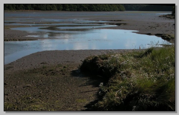 Cartolina dall''estuario