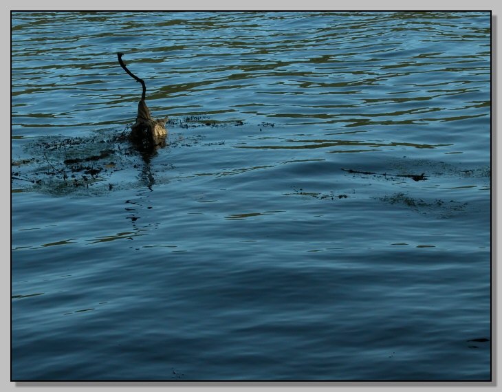 Cartolina dall''estuario