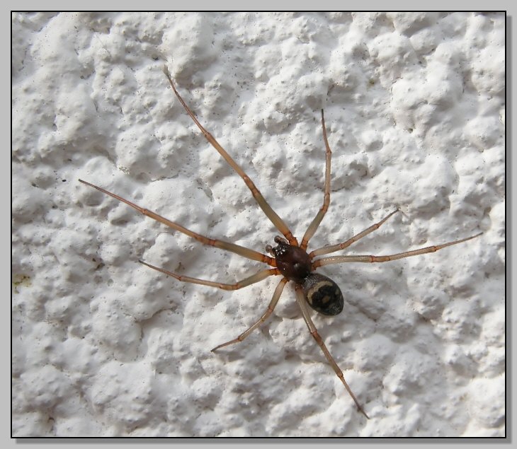 Altro ragno celtico, lo sfratto continua (Steatoda grossa)