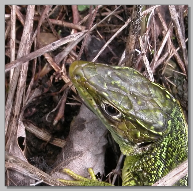 Lacerta bilineata: si gioca a nascondino con un ramarro