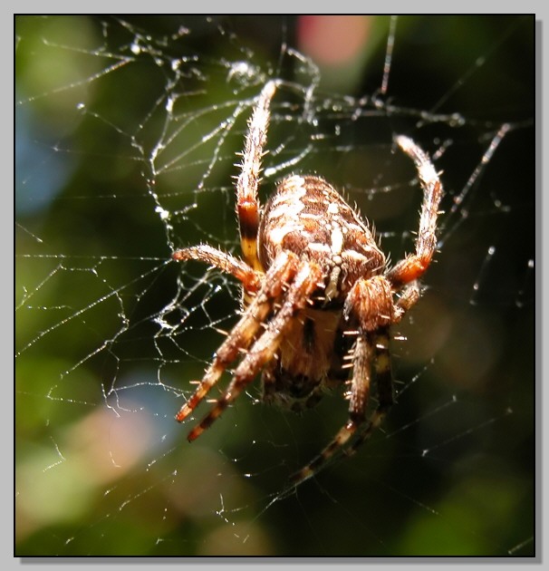 Un ragnetto (Araneus diadematus)